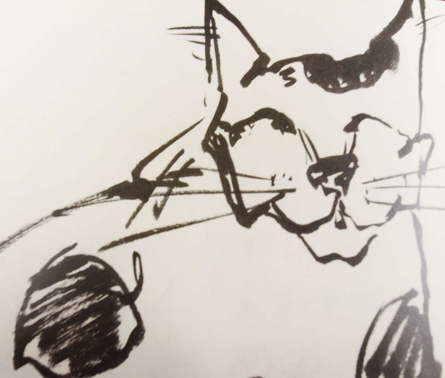 FOCUS: Charcoal cat